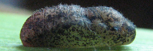 Pupae Side of Wattle Blue - Theclinesthes miskini eucalypti